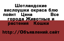 Шотландские вислоушки окраса блю пойнт › Цена ­ 4 000 - Все города Животные и растения » Кошки   